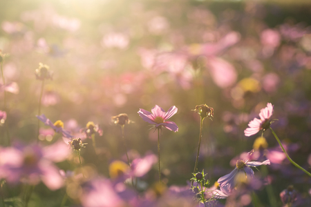 Pink cosmos flower blossom in the garden with sunlightの写真素材