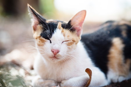 Close up of tricolor cat is sleepingの写真素材
