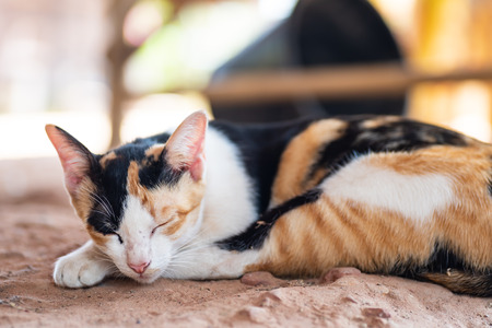 Tricolor cat lay down and sleeping on the groundの写真素材