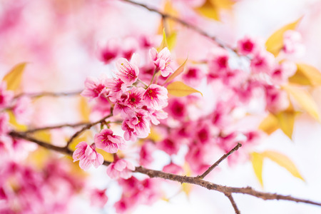 Pink cherry blossom, beautiful flowers in spring seasonの写真素材