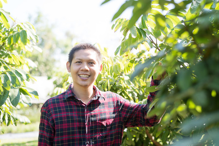 Asian farmer smiling in longan field, Thailandの写真素材
