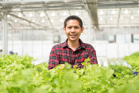 Asian farmer in hydroponics vegetables farmの写真素材