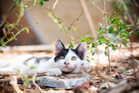 Black and white cat lay down on the ground in the garden and looking something