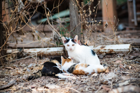 Cats are playing together on the ground in the garden