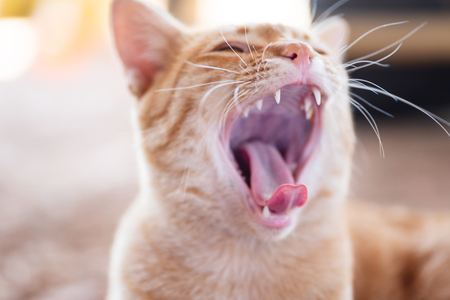 Ginger cat opening mouth and yawning, funny petsの写真素材