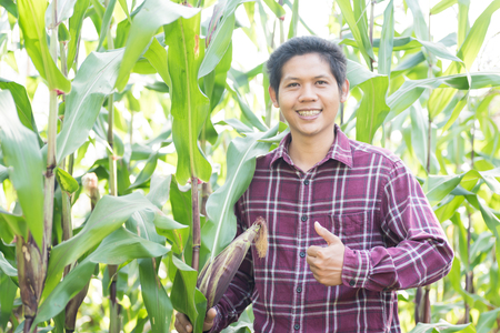 Asian farmer showing thumb up in organic corn field, Thailandの写真素材