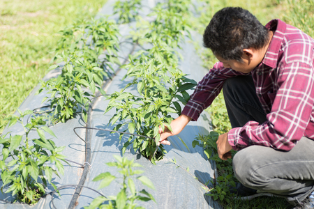 Asian farmer using drip irrigation in vegetable garden