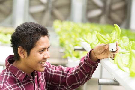 Asian farmer holding lettuce plant growing in vegetable hydroponic farmの写真素材