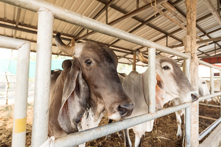 Cow in the farm, livestock in Thailandの写真素材