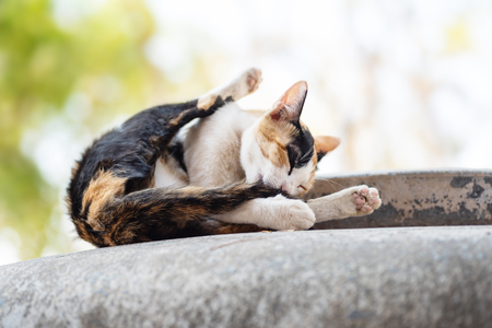 Tricolor cat licking itself, cat groomingの写真素材