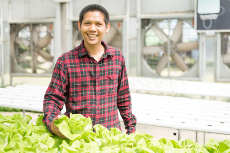 Portrait of Asian farmer harvesting vegetables in hydroponics farmの写真素材
