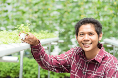 Asian farmer holding young coriander plant growing in vegetable hydroponic farmの写真素材