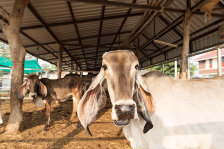 Cow in the farm, livestock in Thailandの写真素材