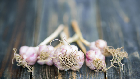 Fresh garlic on wooden, food ingredient, herb and spiceの写真素材