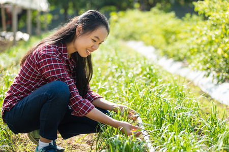 Asian young woman farmer using drip irrigation system in organic vegetable gardenの写真素材