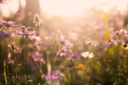Pink cosmos flower field with sunlightの写真素材