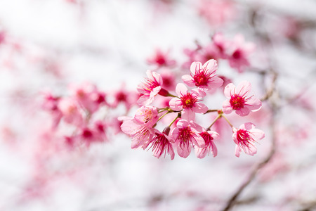 Pink cherry blossom, beautiful flowers in spring seasonの写真素材