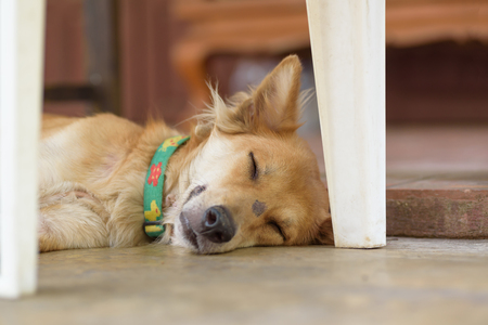 Brown dog sleeping on the floorの写真素材
