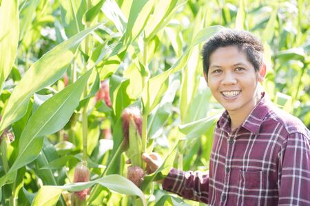 Asian farmer in organic purple sweet corn field, Thailand