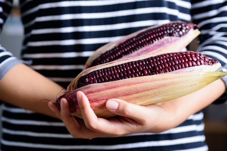 Fresh purple sweet corn holding by handの写真素材