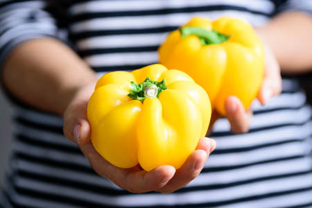Yellow bell peppers holding by hand, organic vegetableの写真素材
