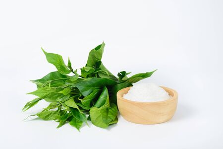 Gymnema inodorum leaf and sugar on white background, medicine herbal plant for diabetes treatment, function is control sugar level in bloodの写真素材