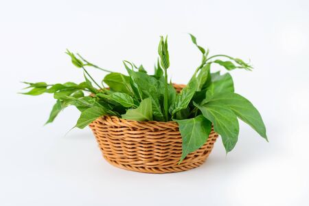 Gymnema inodorum leaf in the basket on white background, medicine herbal plant for diabetes...