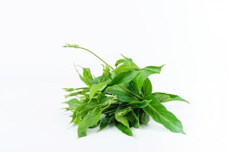 Gymnema inodorum leaf on white background, medicine herbal plant for diabetes treatment, function is control sugar level in bloodの写真素材