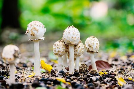 Mushroom growing in the forestの写真素材