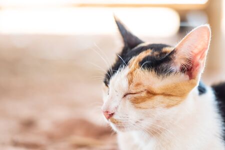 Tricolor cat is sleeping, cute petの写真素材