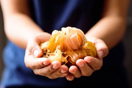 Cape gooseberry fruit (golden berry or physalis) holding by handの写真素材