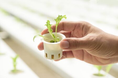 Hand holding small hydroponic vegetable plant in greenhouse farmの写真素材