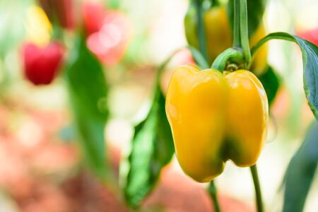 Yellow bell pepper plant growing in organic vegetable gardenの写真素材