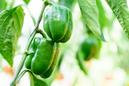 Green bell pepper plant growing in organic vegetable gardenの写真素材