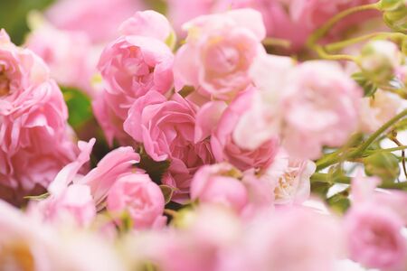 Beautiful pink roses flower bouquet for background