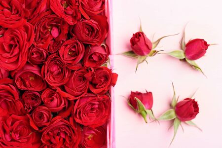 Beautiful red roses on pink backgroundの写真素材
