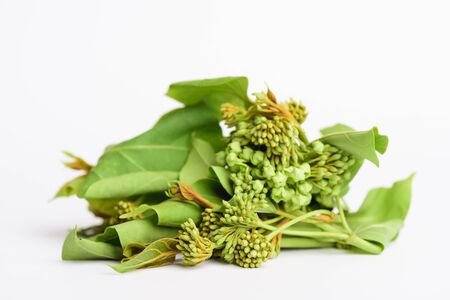 Dregea volubilis plant (Leaf, shoot and flower) on white background, Asian herbal medicine plantの写真素材