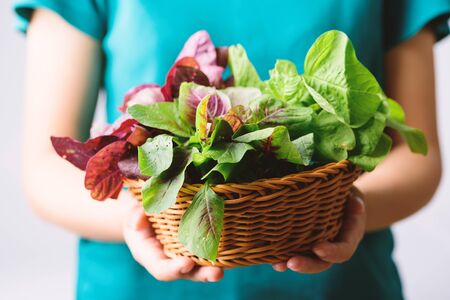 Green and red Thai spinach leaf or edible amaranth (Asian plant) in a basket holding by hand, Organic vegetableの写真素材