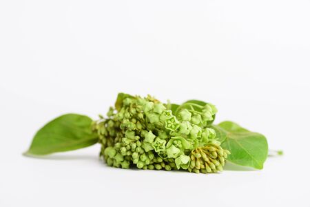 Dregea volubilis plant flower on white background, Asian herbal medicine plantの写真素材