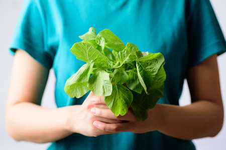 Green Thai spinach leaf or edible amaranth (Asian plant) holding by woman hand, Organic vegetableの写真素材