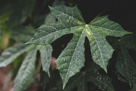 Green leaves with water drop, Nature background