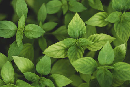 Green basil leaves plant in garden, Nature backgroundの写真素材