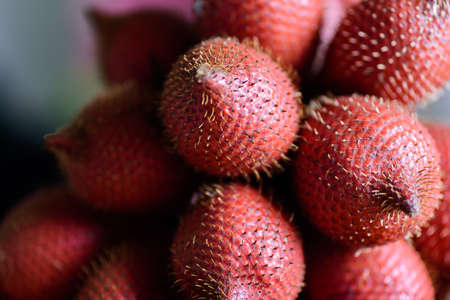 Close up of red salacca fruit, palm fruit native in Southeast Asia