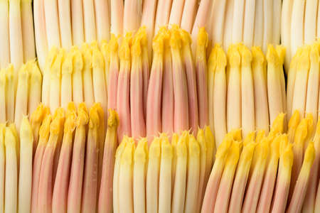 Close up of banana flower pollen, tropical plant, Nature backgroundの写真素材