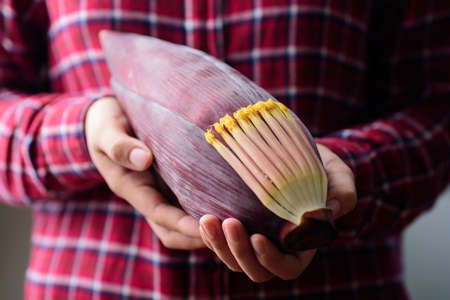 Banana flowers holding by hand, Edible plant in Southeast Asian cuisine, food ingredients in salad, curry or soupの写真素材