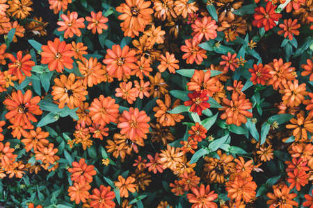Orange zinnia flowers blooming in a garden, Nature backgroundの写真素材