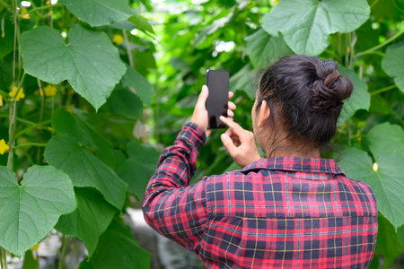 Asian young man farmer using smartphone in organic cucumber greenhouse farmの写真素材
