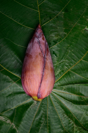 Fresh organic banana blossom on green leaf backgroundの写真素材