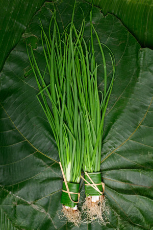 Fresh bunch organic spring onion on green leaf background