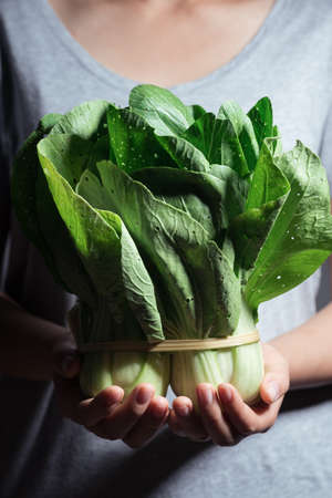 Organic Bok Choy or Pak Choi (Chinese cabbage) holding by woman handの写真素材